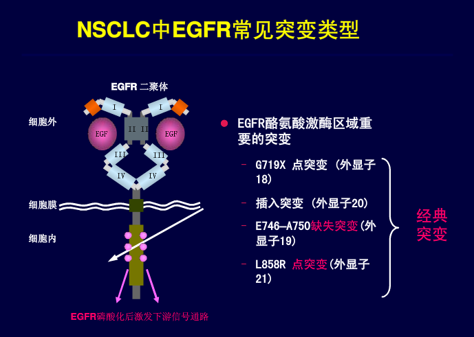 EGFR常见突变类型.png