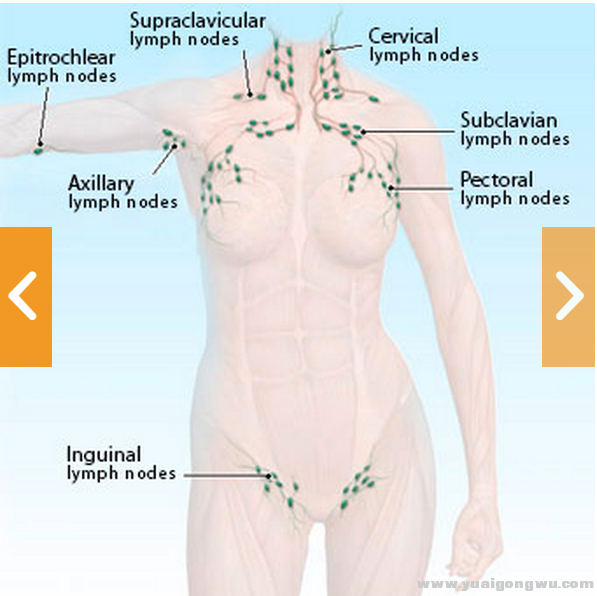 lymph node 1.PNG